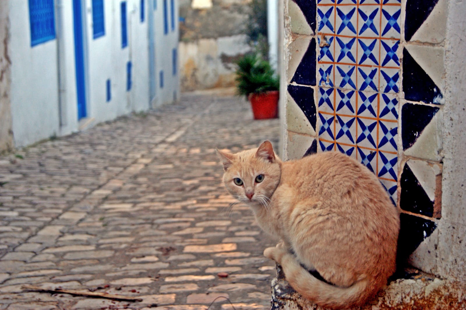 Cobbled lane in Sidi Bou Said with a cat, blue doors and tiled walls at sunset